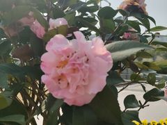 -同济大学(嘉定校区)