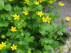 -华中科技大学光谷体育馆