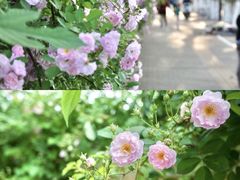 -颐和路民国时期公馆风貌区