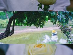 -香蜜公园