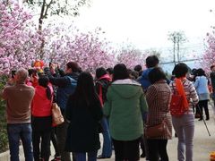 -天适樱花悠乐园