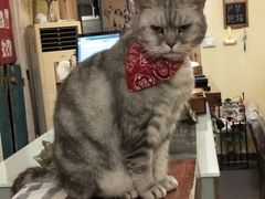 -猫色咖啡·猫咖
