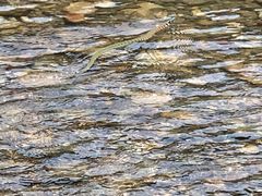 -白河湾生态旅游一条川