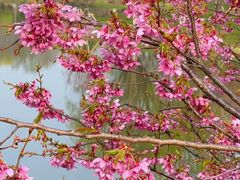 -梁鸿国家湿地公园