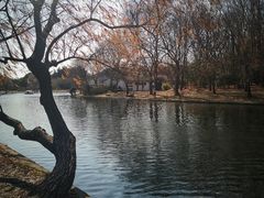 -上海共青森林公园