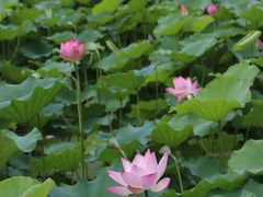 -荔湾湖公园