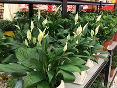 白掌-大润发(张江店)