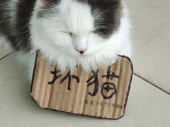 -怪兽屋·羊驼·猫咖·狗咖(俊华广场店)