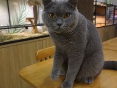 -藦茜花园宠物主题亲子互动体验馆(国顺东路店)