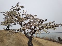 -香雪海