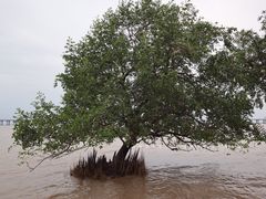 -宝安西湾红树林湿地公园