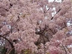 iphone_upload_pic-西安青龙寺遗址景区