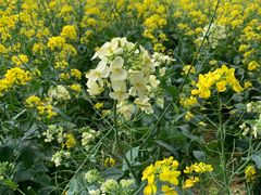 -长兴太湖图影湿地文化园