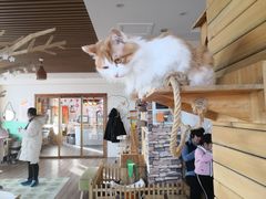 -猫的茶·猫咖