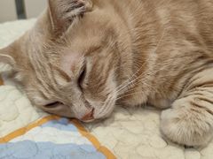 -是阿柴呀！柴犬咖啡·爱喵喵猫咖