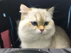 -宠颐生宠物医院·心肾内科·猫专科诊疗中心宠巢店