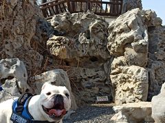 -美联众合动物医院(唯恩分院)