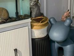 -琪喵猫屋·撸猫猫咖·猫舍