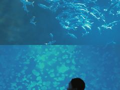 -江和美海洋公园