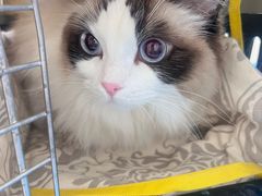 -达爱动物医院·犬猫分区·CT·复杂眼科(远洋山水分院)