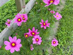 -田园东方蜜桃村的田野营地