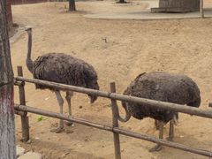 -石家庄市动物园