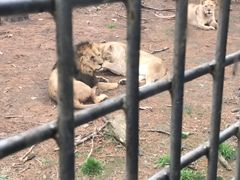 -贵州森林野生动物园