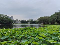 -荔湾湖公园