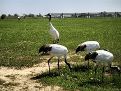 -盐城丹顶鹤湿地生态旅游区