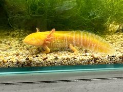 -上海大自然野生昆虫馆