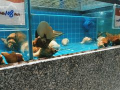 水产区-狮伙海鲜捞(千灯湖店)