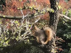 -汉庭顿图书馆