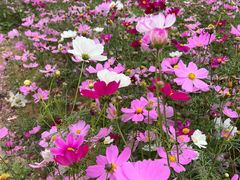 -天适樱花悠乐园