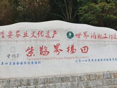 -紫鹊界梯田景区