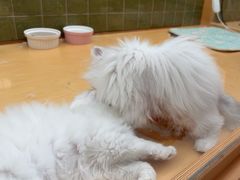 -帕帕拉兹宠物(亚洲旗舰店)