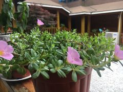 -新木器时代餐厅(太湖新天地店)