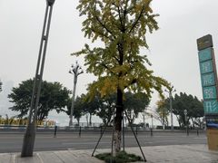 -张鸭子大酒楼(南滨路店)