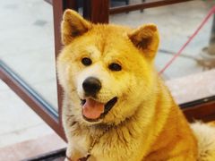 -莫奈花园餐厅(麦迪逊花园店)