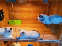 -猫十亿·布偶金渐层·曼基康矮脚猫舍(青年路店)