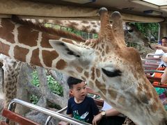 -清迈夜间动物园