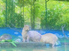 -广州长隆野生动物世界