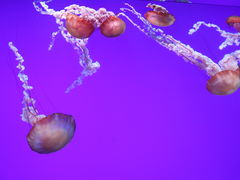 -瑞普利水族馆