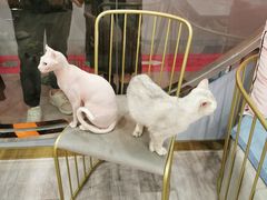 -BABIT巴比特宠物(MOMOPARK店)