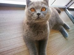 -藏猫猫咖啡主题馆(中央大道店)