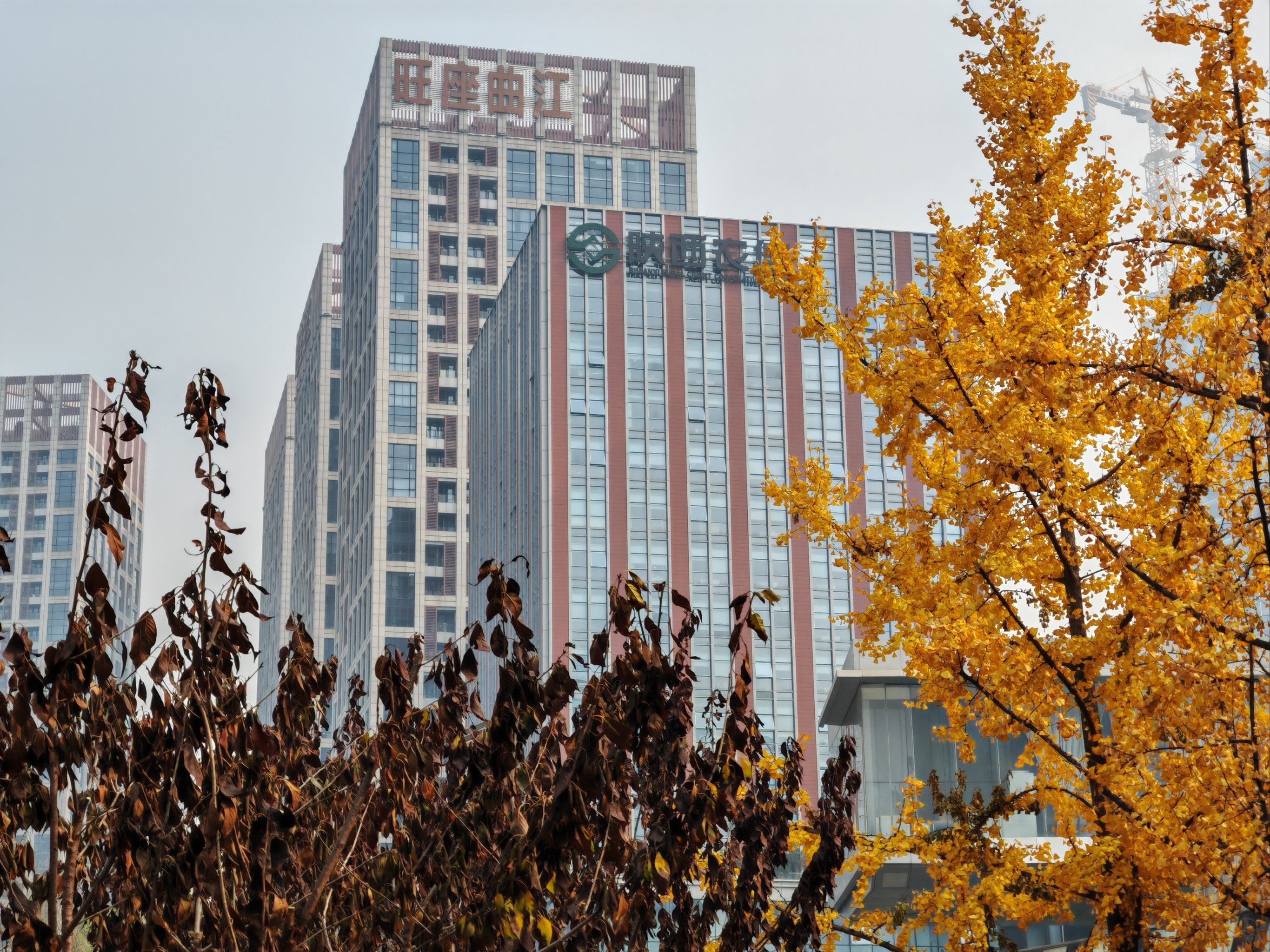 死气沉沉的枯黄,和活力满满的金黄,对比太明显