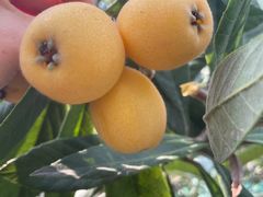 -塘栖枇杷特色园区