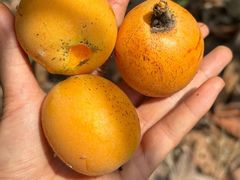 -桃源山庄·水蜜桃采摘·柴火鸡·烧烤团建(龙泉山店)