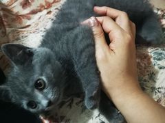 -艾吉宠物医院·疑难杂症转诊中心·猫友好(碧江路院)
