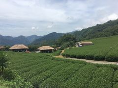 景点茶园-优游吧斯邹族文化部落