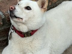 -柴犬高等学院·狗咖·柴犬售卖·宠物训练